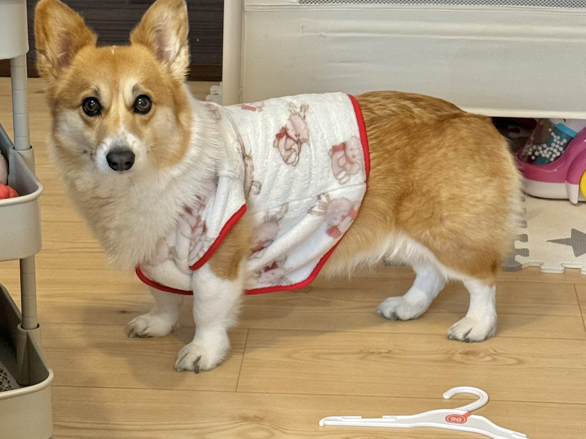 こむぎ👒🌾 (@k0mugichan_) / Posts / X