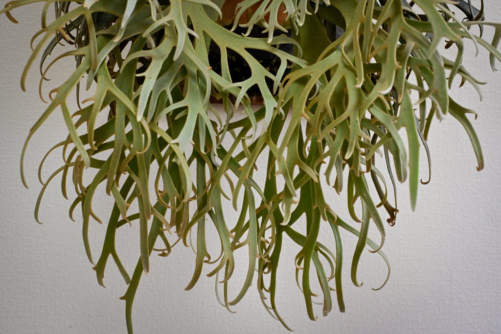 細葉ドワーフの最上位クラス
ここから2ターンほどで成株
YMD bf#4