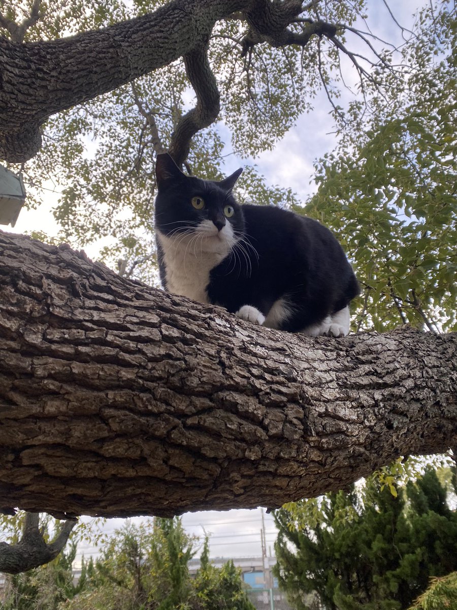 にゃん太郎 (@nyannyan__taro) / Posts / X