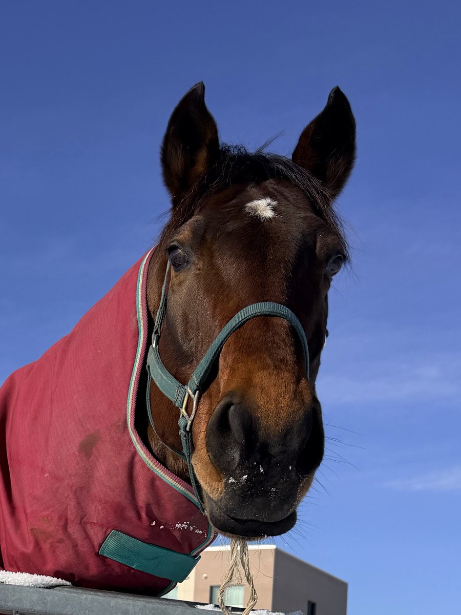 BTC研修】軽種馬育成調教センター (@BTC_urakawa) / Posts / X