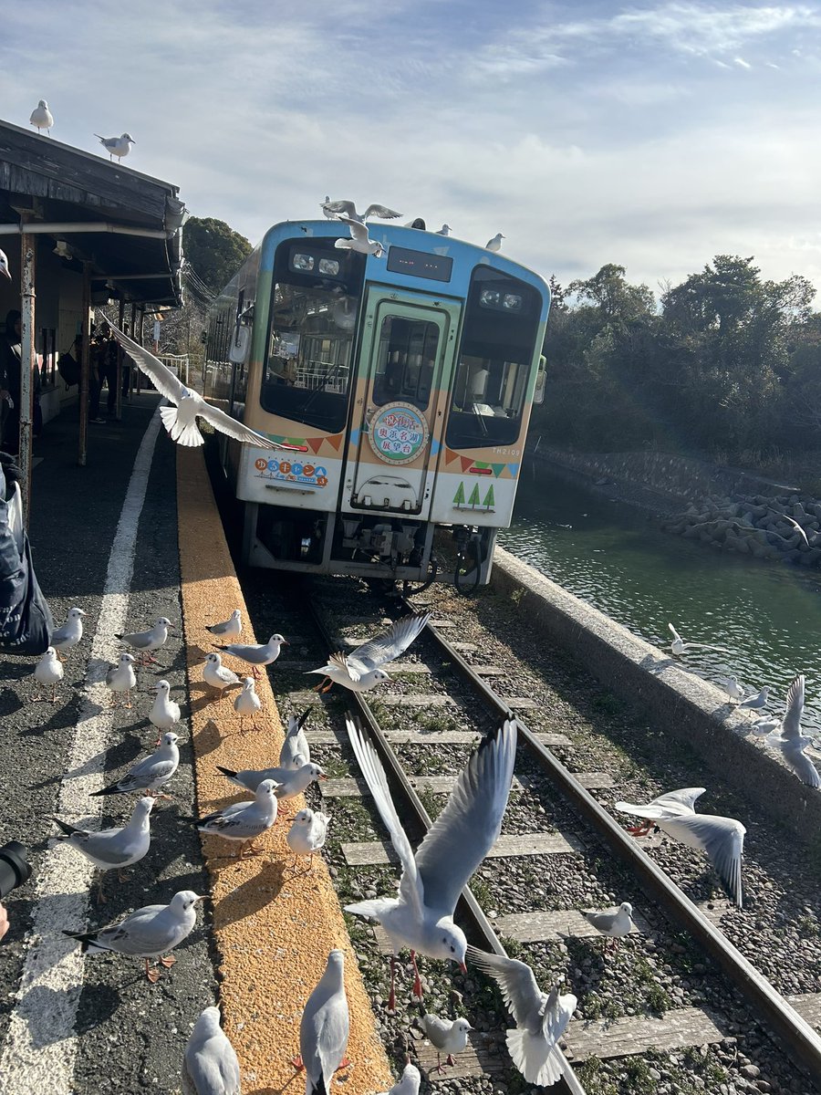 久しぶりに佐久米駅行った
相変わらずカモメ凄かった
今日は天浜線の係の人が餌あげてたけど、明日からはやらなくなるのかな