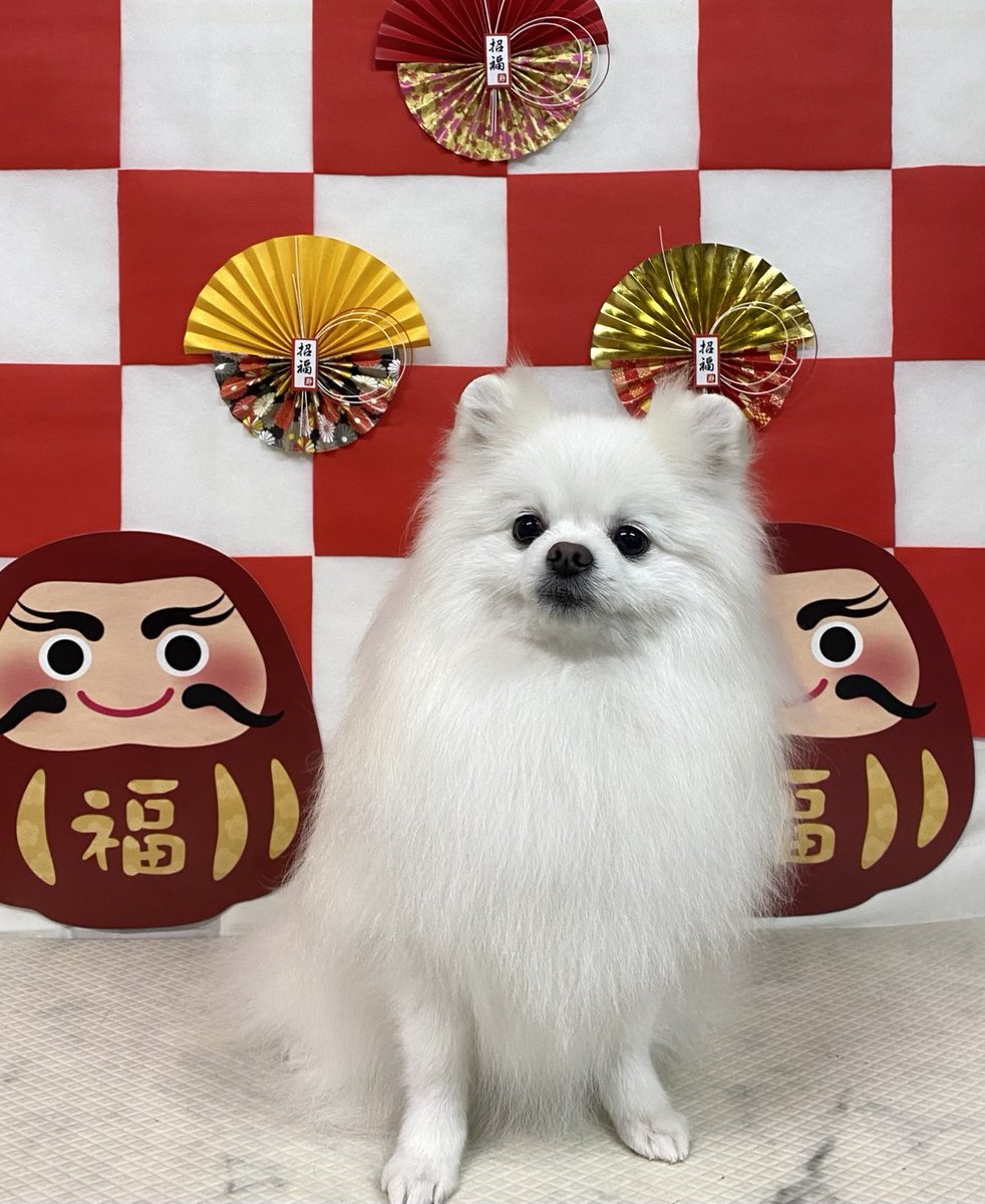 わんわん犬 愛犬と一緒に東海道新幹線に乗車できる「わんわんエクスプレス」に次亜