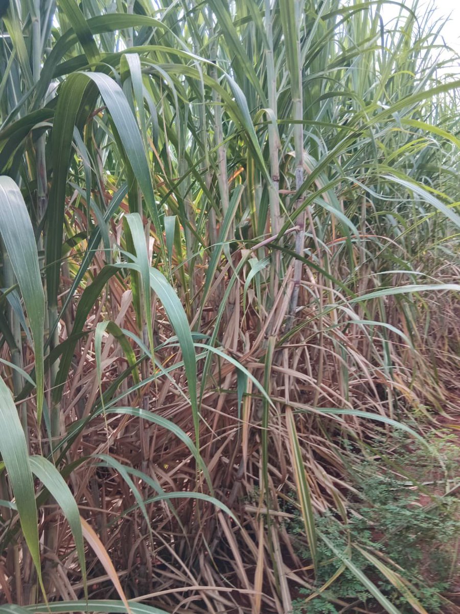 *Transforming Bura into a Food Basket*

The Ministry of Water, Sanitation and Irrigation under my leadership is turning the tide in Bura, Tana River County. The recently developed 26KM Bura Gravity Canal, commissioned by H.E the President <a href="/WilliamsRuto/">William Samoei Ruto, PhD</a> last year is bringing life