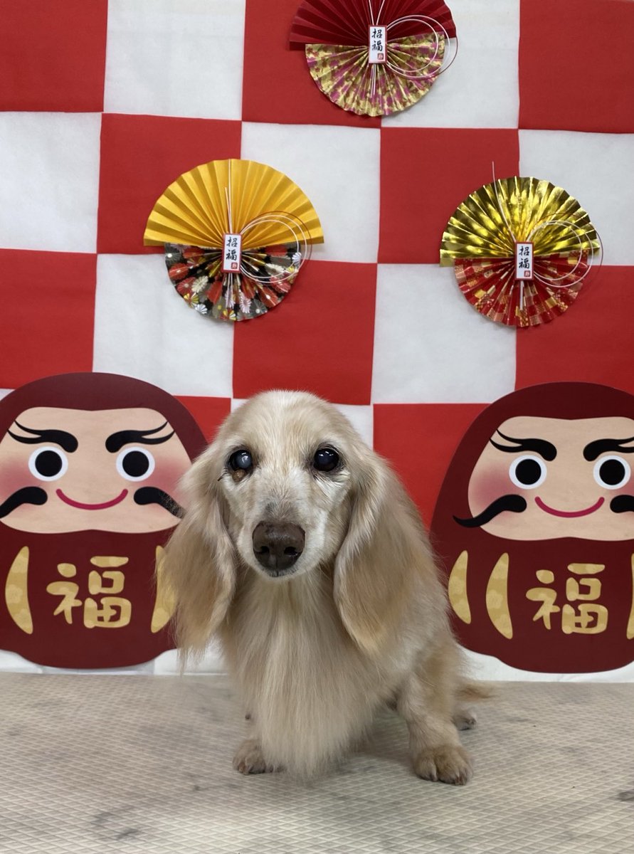 wanwaneda's tweet photo. ミルクちゃん🎍 https://t.co/imXTUaKR8Y