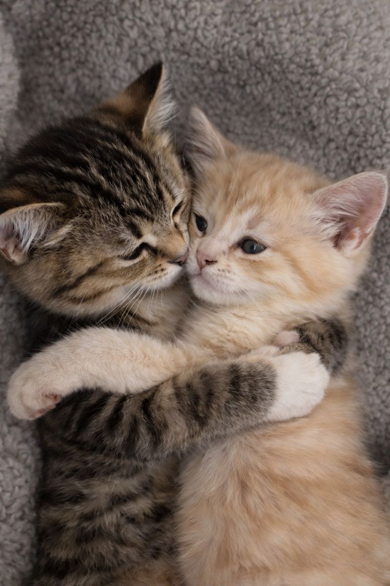 Cat 🐈 (@cutecatsmagic) on Twitter photo 