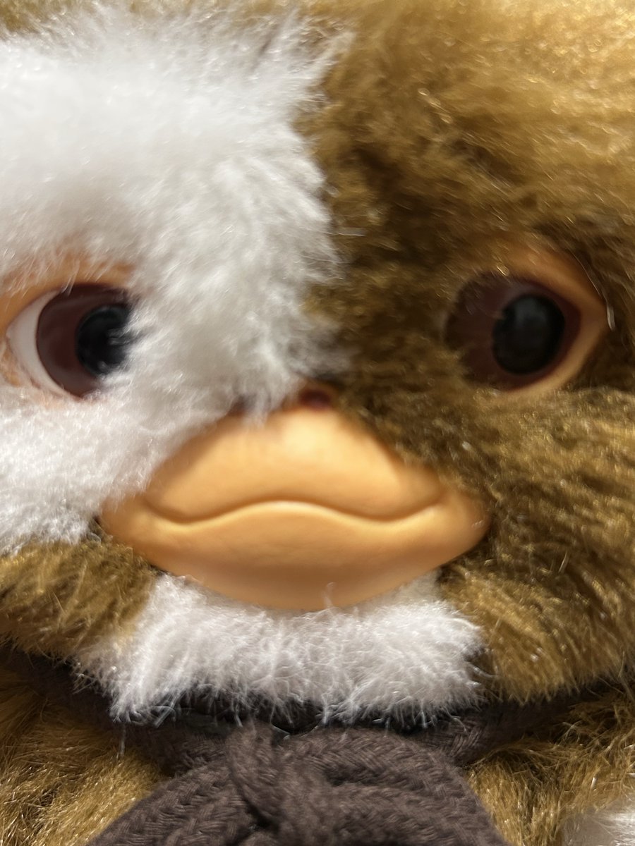 ギズモ (@mog_giz) / Posts / X