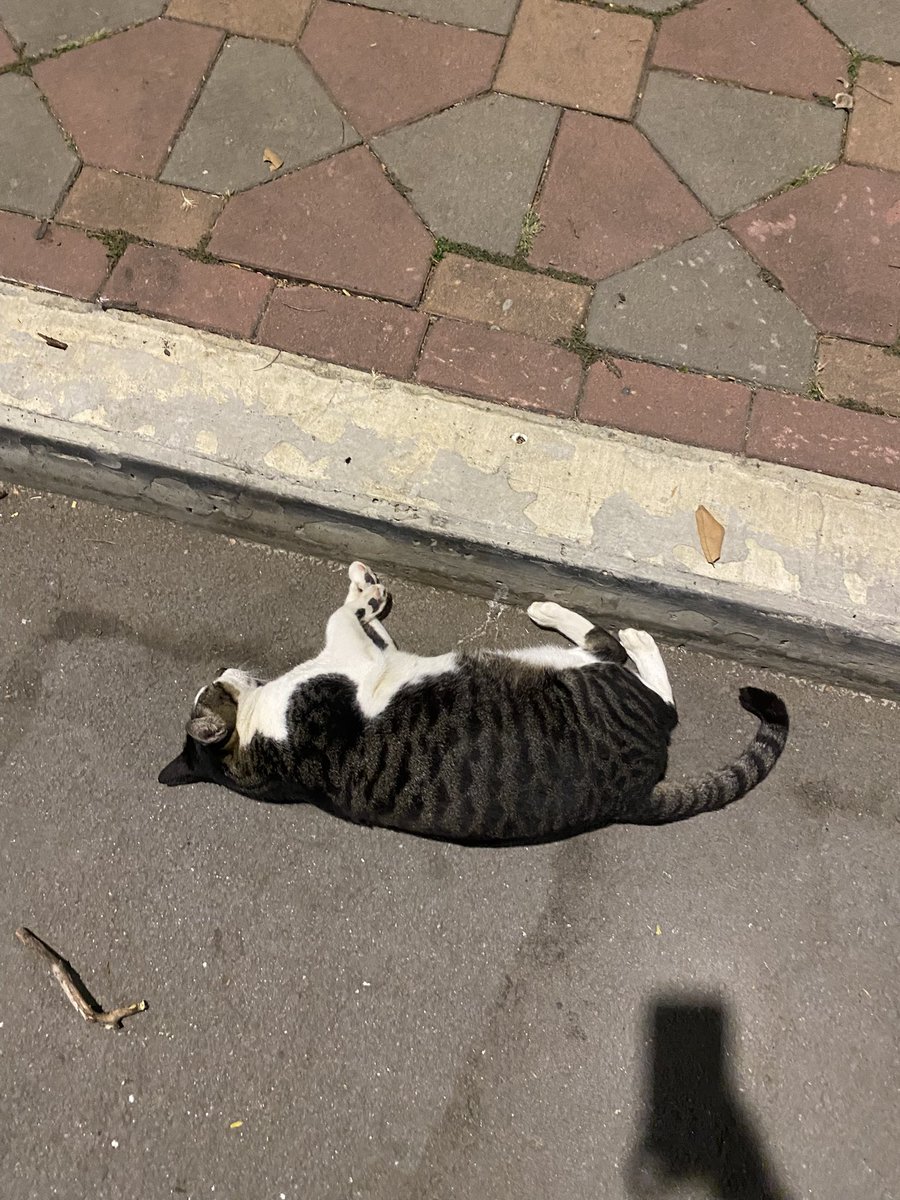 walk_wanderth's tweet image. เมื่อวานจะไปวิ่งที่สวนลุมฯ แต่ปวดท้องวิ่งไม่ไหว เลยไปเดินๆ ถ่ายรูปน้องแงวแทนค่ะ แต่ละตัวนั่งนอนน่าเอ็นดูมากค่ะ 😽