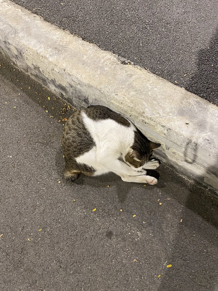 walk_wanderth's tweet image. เมื่อวานจะไปวิ่งที่สวนลุมฯ แต่ปวดท้องวิ่งไม่ไหว เลยไปเดินๆ ถ่ายรูปน้องแงวแทนค่ะ แต่ละตัวนั่งนอนน่าเอ็นดูมากค่ะ 😽