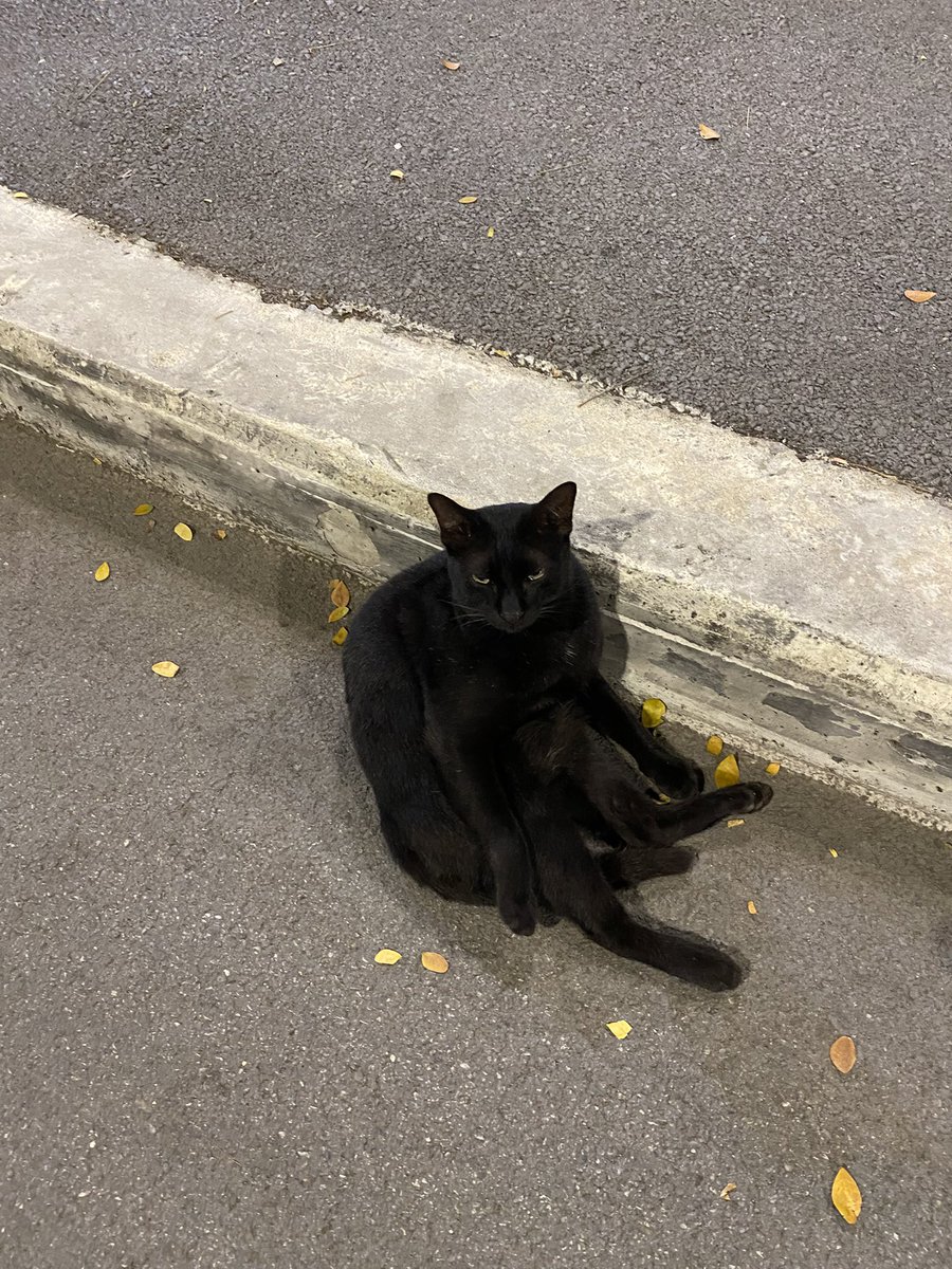 walk_wanderth's tweet image. เมื่อวานจะไปวิ่งที่สวนลุมฯ แต่ปวดท้องวิ่งไม่ไหว เลยไปเดินๆ ถ่ายรูปน้องแงวแทนค่ะ แต่ละตัวนั่งนอนน่าเอ็นดูมากค่ะ 😽