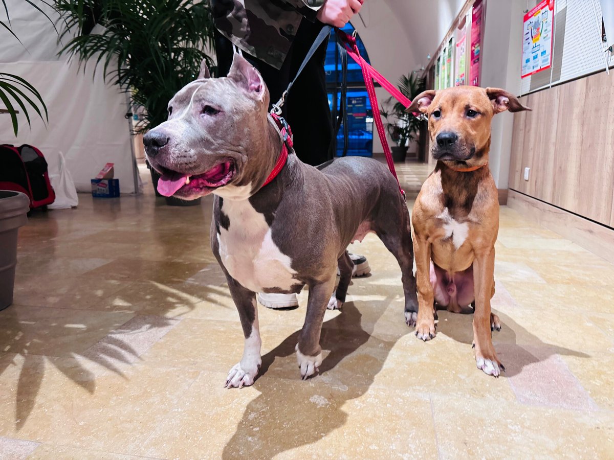 LeParisien_75's tweet image. « Soigner les animaux pour aider leurs maîtres » : à Paris, des vétérinaires au chevet des personnes à la rue
➡️ l.leparisien.fr/b90c