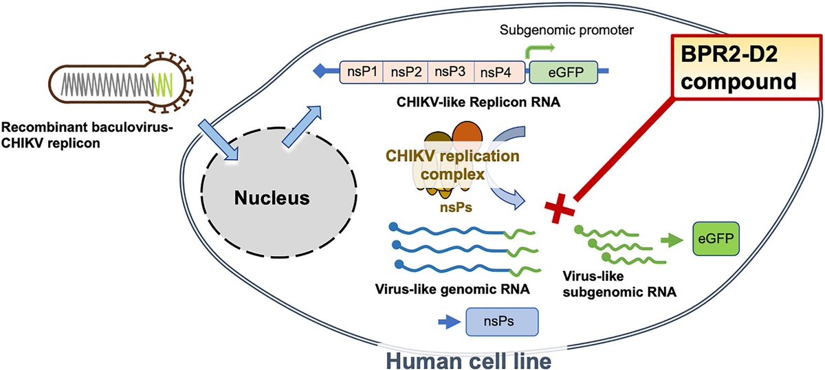 Biomedical Journal tweet media