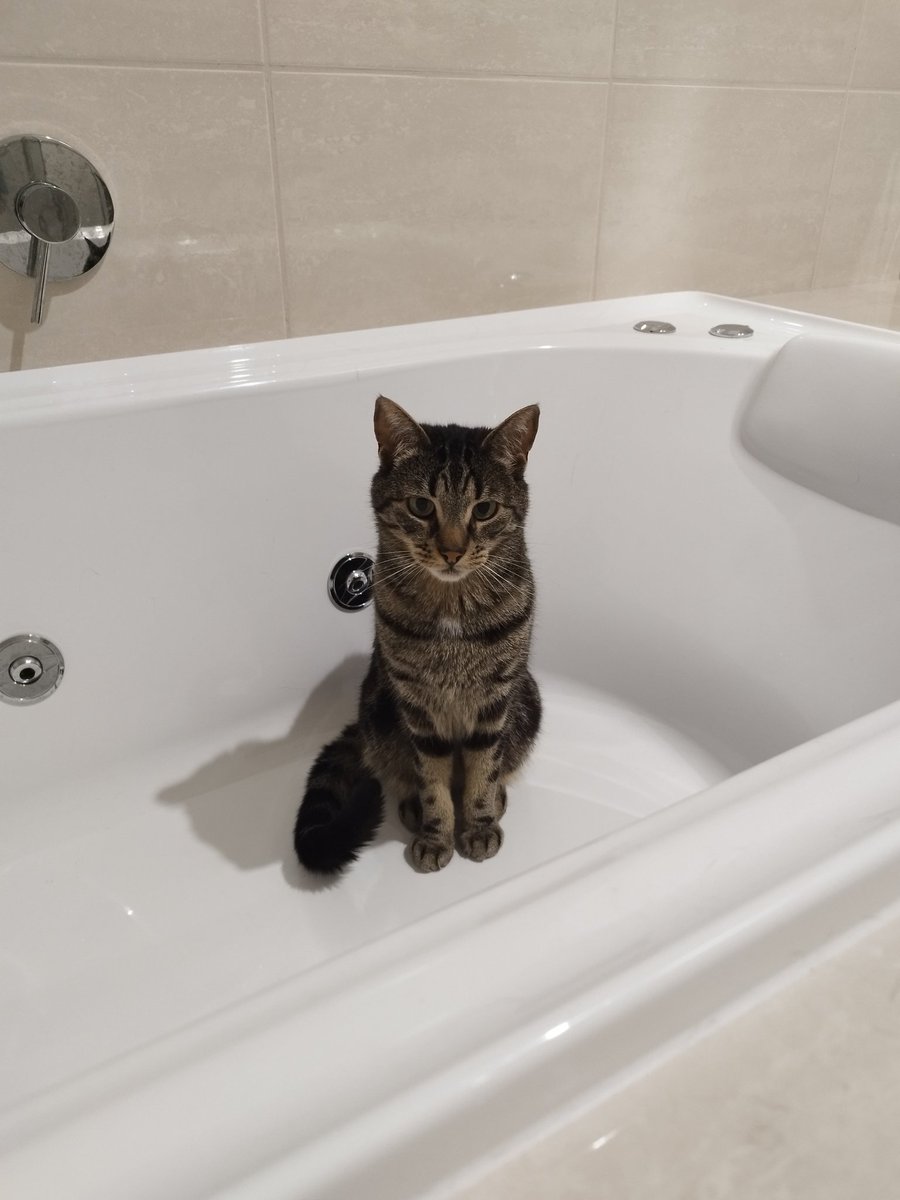 Siblings of Scruffkit tweet media