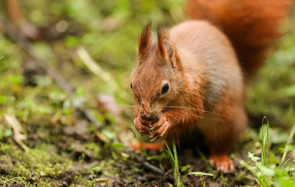 EFELafototeca's tweet photo. 🐿️ Día Mundial de la Ardilla

Una jornada para concienciar sobre la importancia de las ardillas en los ecosistemas y promover su protección y conservación. #EFEfototeca https://t.co/2bfAOXQVrZ