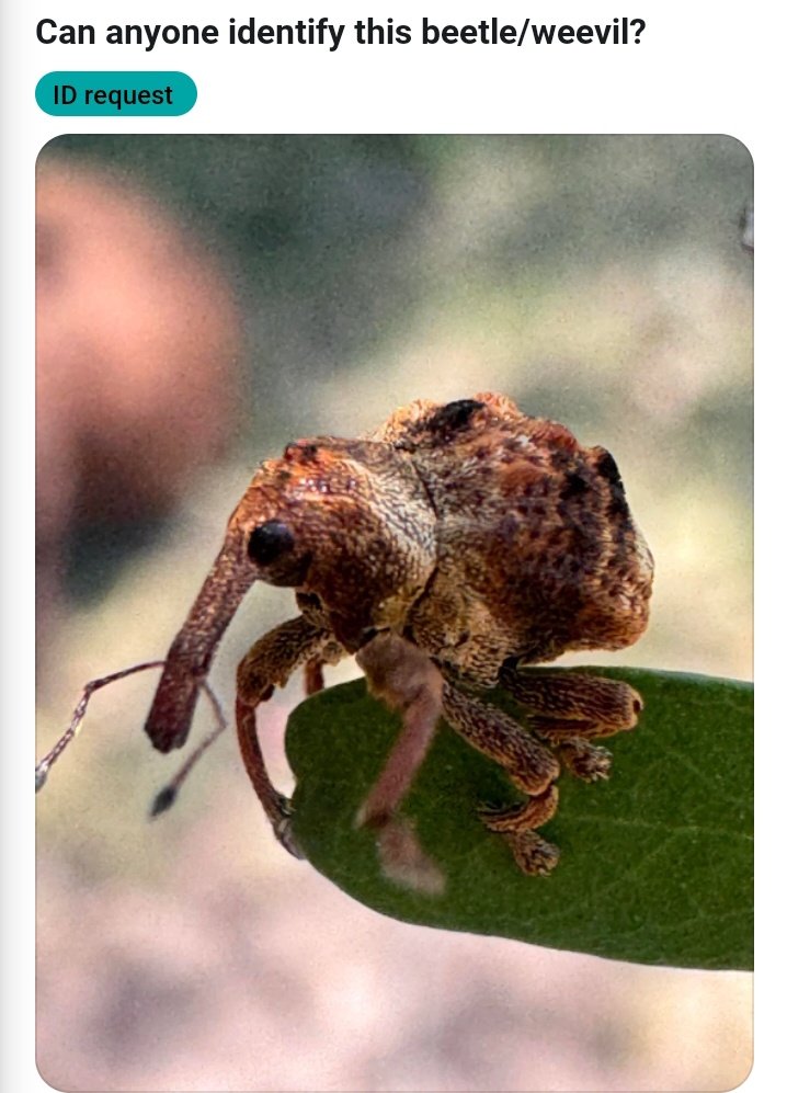 birds' hell tweet media