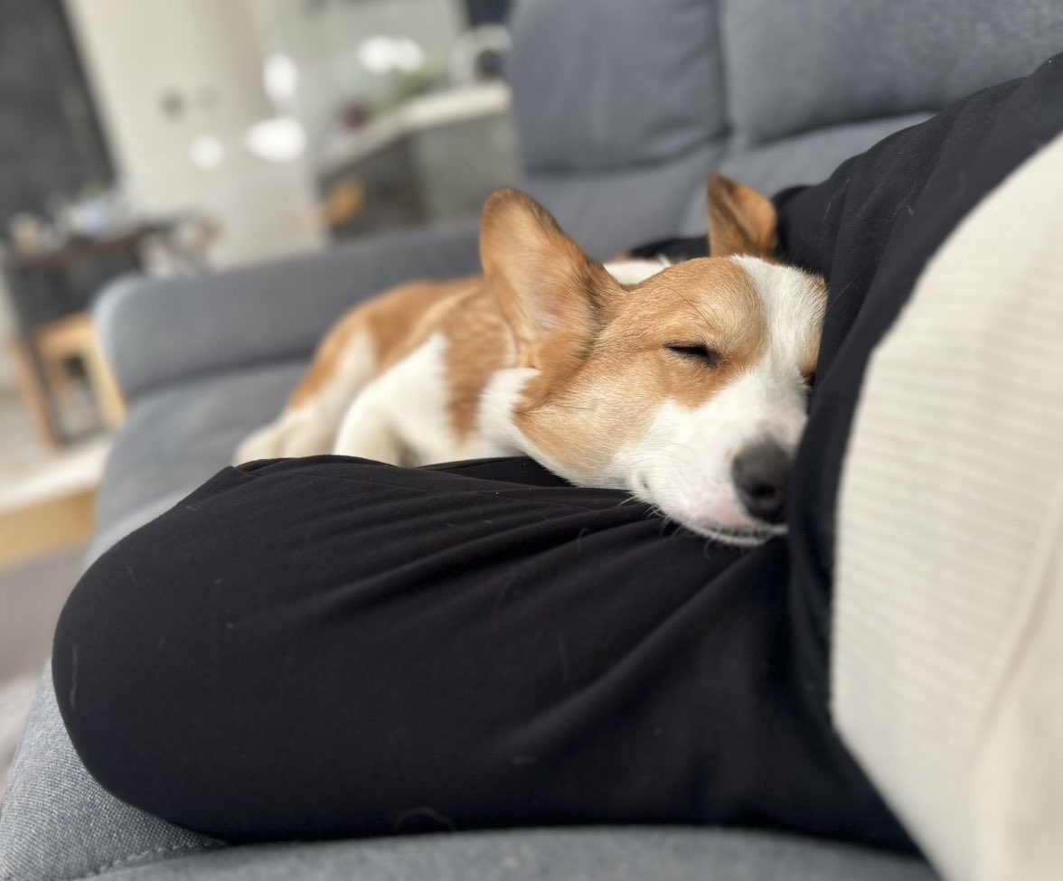 コーギーのゆきち📯 (@corgi_yukichi) / Posts / X