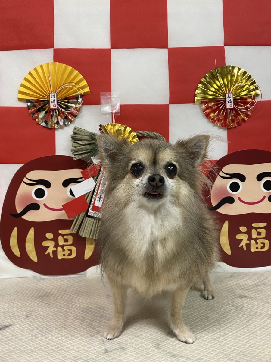 ドッグプラザわんわん (@wanwaneda) / Posts / X