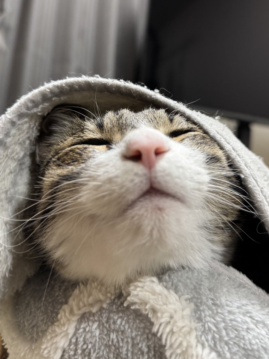 ぎんのねこ (@ginnonekoch) / Posts / X