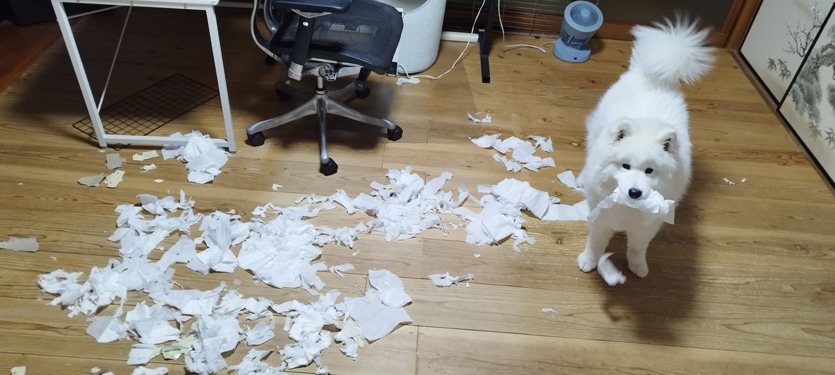 飼い主がキッチンで夜ご飯作ってる間に一仕事終えてたきょうのいぬ❄🐶