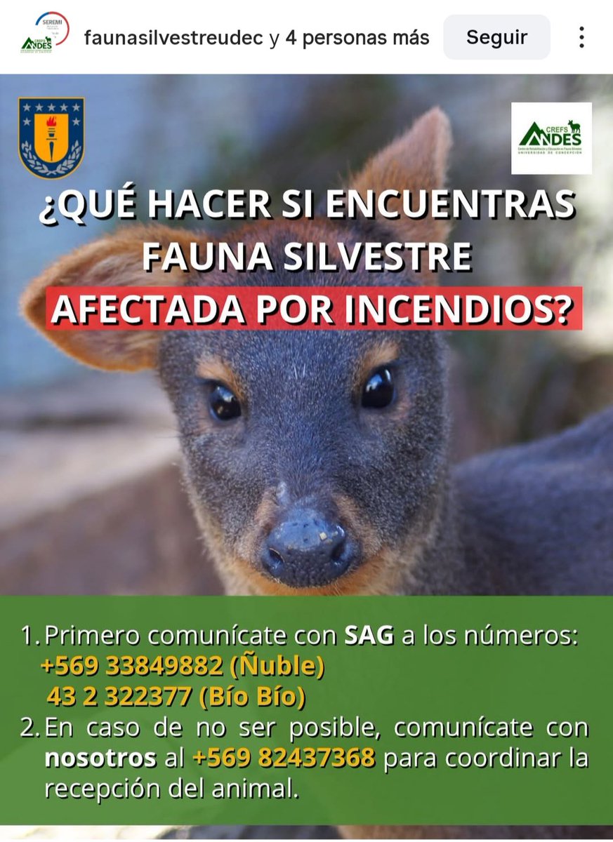 TurquoiseSpace's tweet image. 📣 Sitios y cuentas a los que pueden donar ya sea de forma monetaria o con artículos de aseo para ayudar a los damnificados por los incendios en Ñuble y Biobio incluídas las mascotas y fauna silvestre