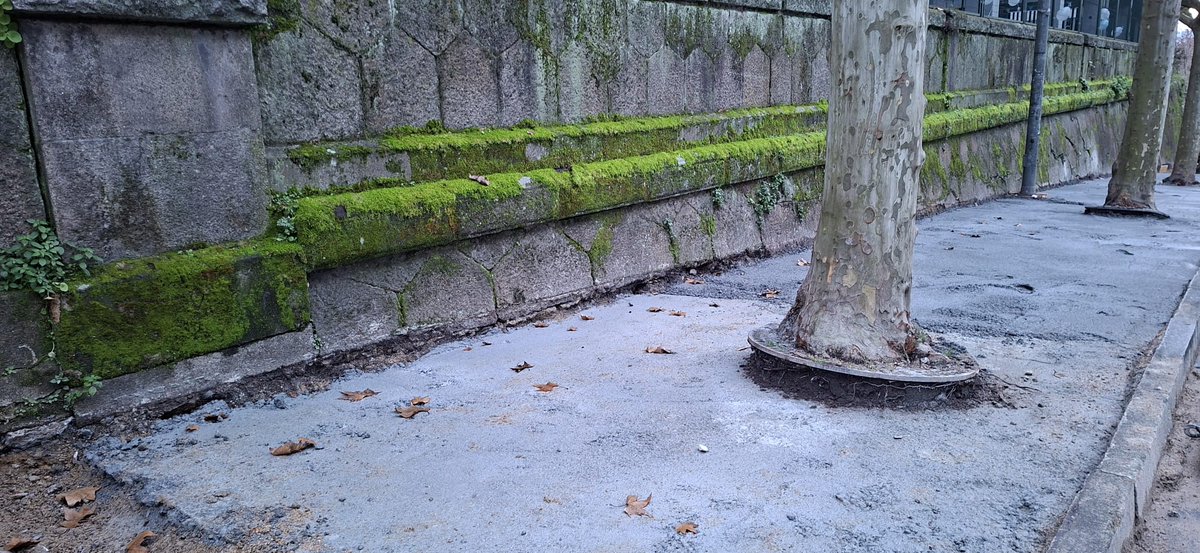 OscarParadelo's tweet photo. Ourense, rúa Pena Trevinca...
Imaxes do "estrangulamento" dos plátanos de sombra que hai entre a estación de San Francisco e o colexio Irmáns Villar.
O maltrato ás árbores e aos espazos verdes ao longo das rúas da Cidade das Burgas convirtea nun exemplo do que nunca se debe https://t.co/1AUzj2i29v