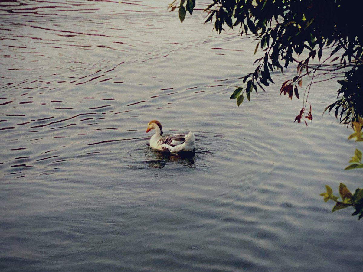 mansebanjaran's tweet image. fragments of life