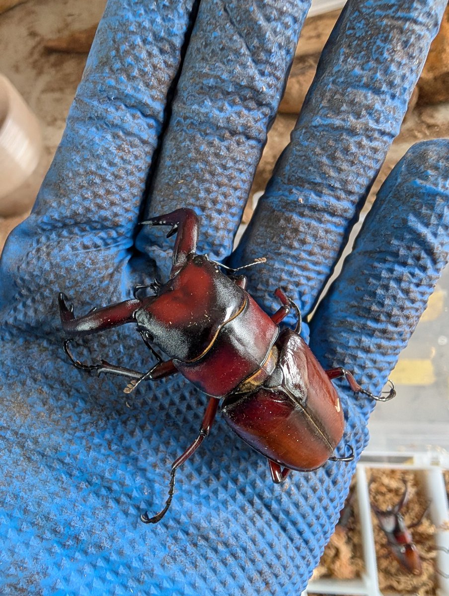 虫の兄ちゃん@兜鍬武蔵 (@anchan_kabukuwa) / Posts / X