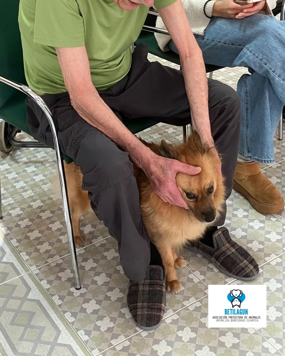 betilagun's tweet photo. El miércoles estuvimos en Cáser. Nos acompañaron Almudena y Maika. Los residentes se lo pasaron muy bien, hasta les enseñamos una palabra en inglés todo gracias al nombre de una de nuestras ayudantes perruna, ¡Moony!
@VitalFundazioa
#betilagun #protectoradeanimales https://t.co/0CG9DYp2yz