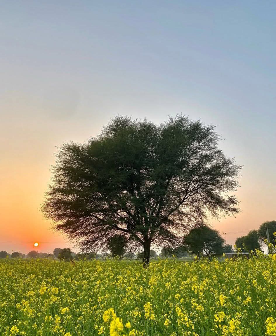 Raj16Kumar's tweet image. पृथ्वी पर स्वर्ग ढूँढने की ज़रूरत नहीं,
अपना गाँव ही सबसे बड़ा स्वर्ग है 🙏😊

#villagelife #view #beauty