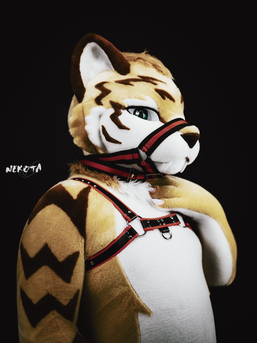 ネコタ@NEKOTA➡寺もふ tweet media