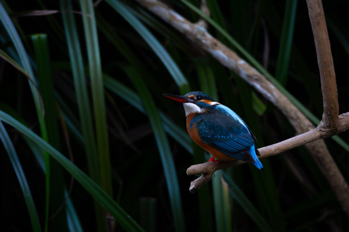 カワセミ
📷：Canon Eos R7
lens：Sigma 150-600mm DG OS HSM Sports

Date：2026.01.21
#野鳥観察 #野鳥撮影 #カワセミ