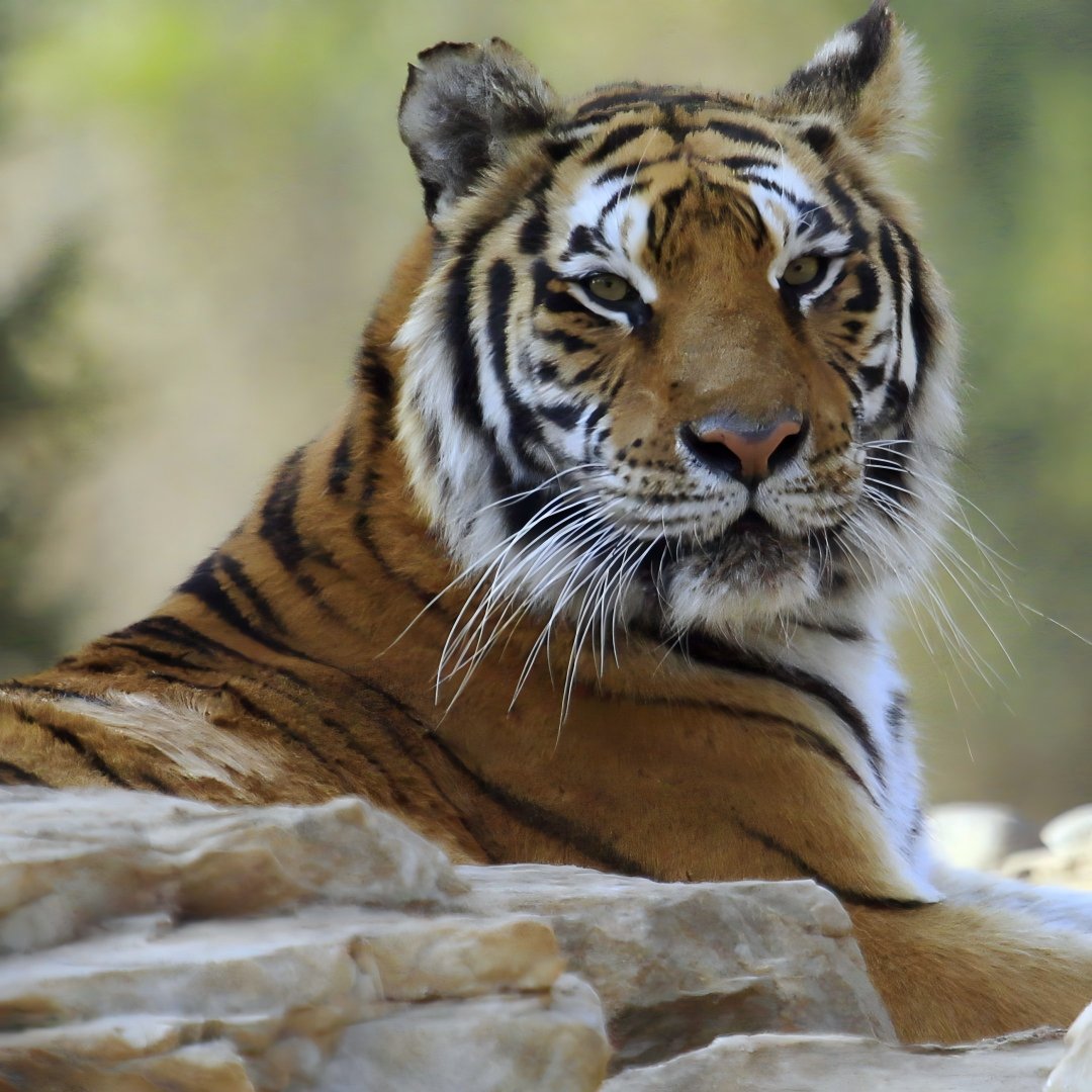 Trip's tweet image. Greetings from Daxing, Beijing's vibrant southern gateway! We've got 5 themed tours just for your layover at Beijing Daxing International Airport. Book your Daxing tour today on our platform!