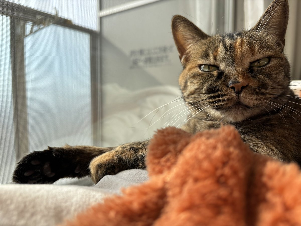 この先ずーーっとこのねこに、
悲しいことも痛いことも
起こりませんように。って
本気で思わせてくるの、すごいな！！！

かわいい！だいじ！！