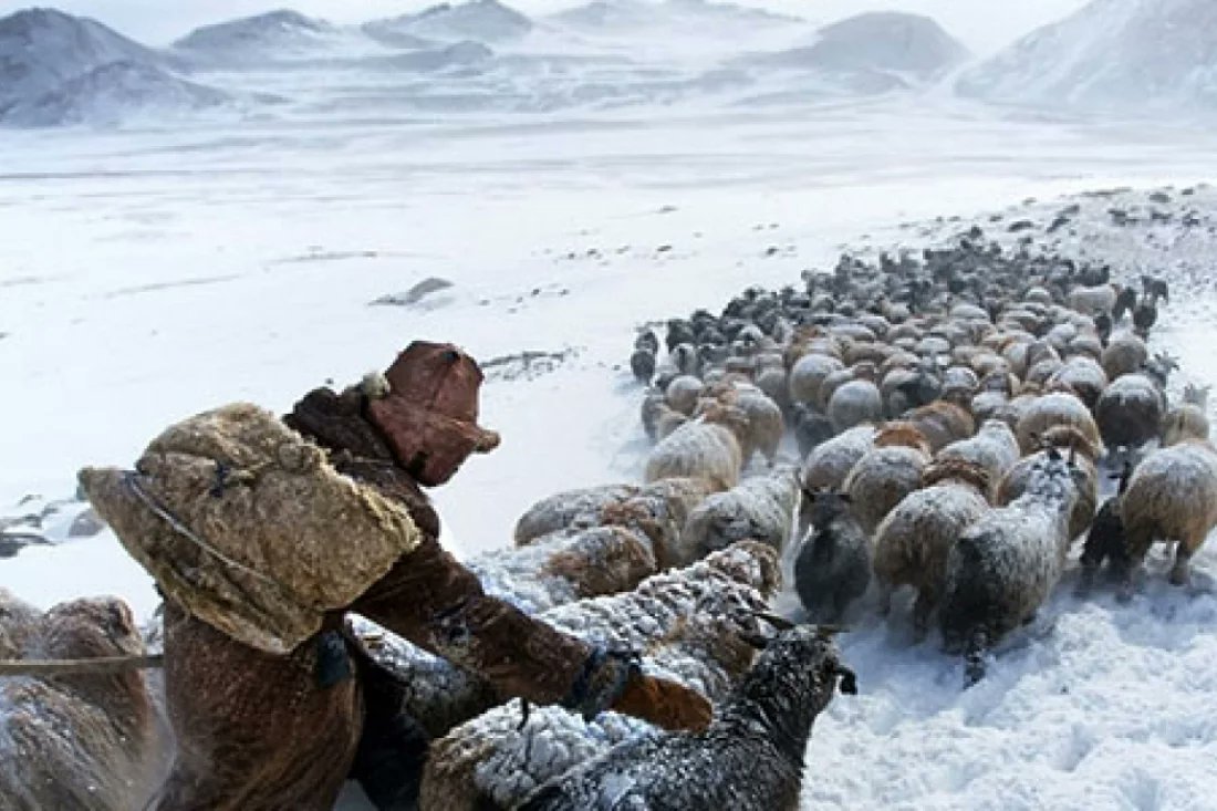 СЭРЭМЖЛҮҮЛЭГ: Малдаа явсан иргэн осгож, нас баржээ

Мэдээллийн дагуу Сүхбаатар аймгийн цагдаагийн газрын алба хаагчид шалгалтын ажиллагааг эхлүүлэхэд 56 настай иргэн “А” нь энэ оны 01 дүгээр сарын 19-ний өдөр гэрээсээ малдаа явахаар гарсан, тухай иргэний хувьд даралт ихсэх