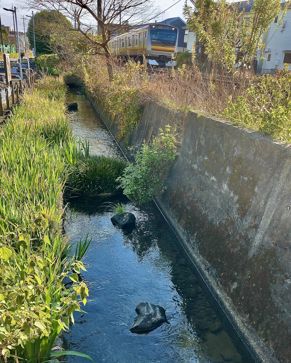 frog_frog's tweet image. 登戸川原堀と南武線
〔川崎市多摩区〕
※水路名に誤りがあったため投稿を削除し、再投稿しています。最初の投稿にいいねしてくださった方々、申し訳ありません。