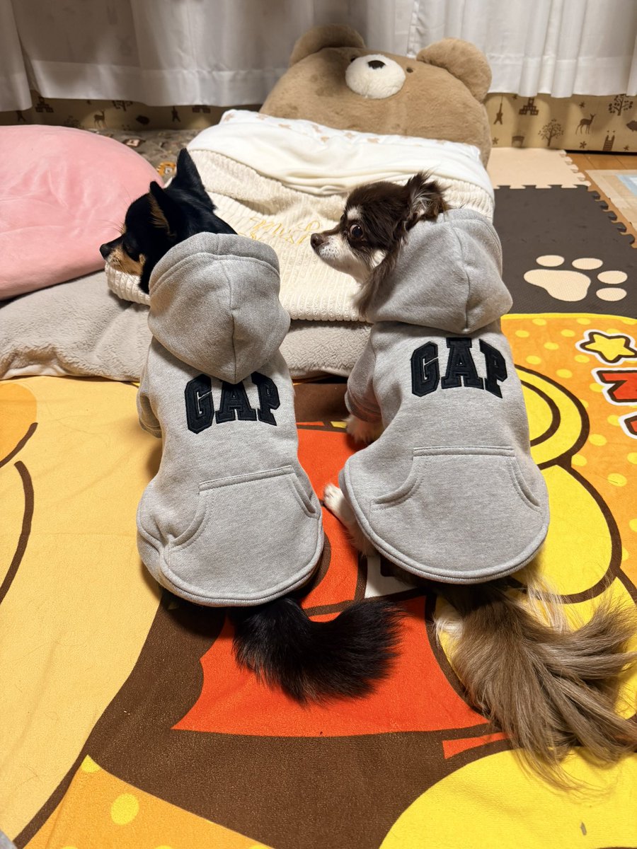 moru_choco's tweet photo. GAPオソロッチ🫶💗
意外と3.3チワワやミックス🐶でもXSサイズ💓

#チワワ
#豆柴チワワ
#🐶 https://t.co/9nVLmuIwaW