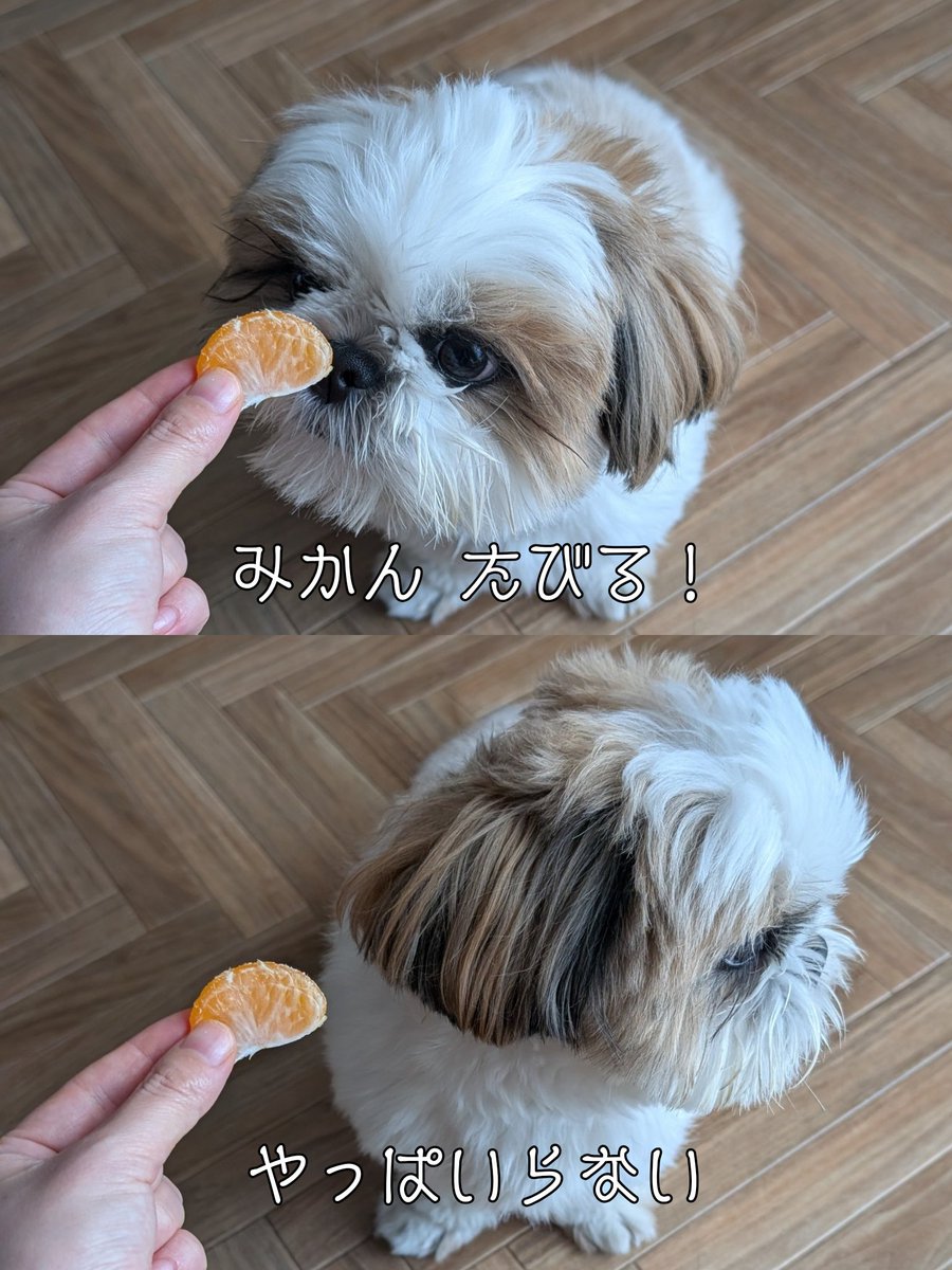 zushisyama's tweet image. このあとマジで食べなかった🍊