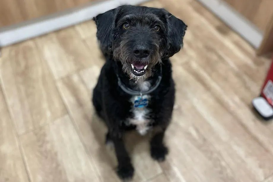 MateoSanchezTV's tweet image. “Es solo un perro”, dicen muchos.

Mirad, yo me cambiaba de acera cuando me encontraba a uno por la calle. Les tenía pánico. Pero descubrí que hay una parte de mí que me pedía hacer un esfuerzo. Fue la mejor decisión de mi vida. Adopté a uno y ahora no sabría cómo vivir sin él.…