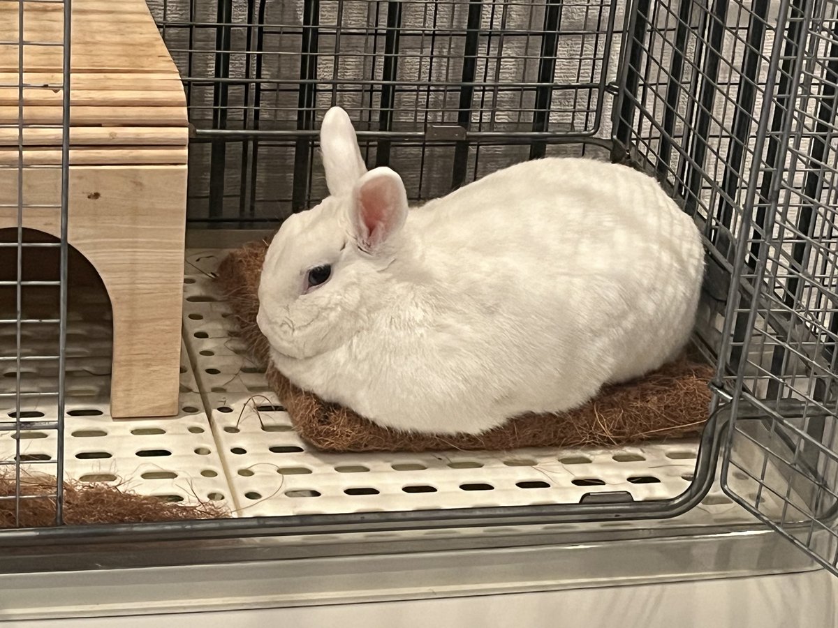 👩「卵あたため中でち🪺」？
🐇…鳥じゃないでちよ