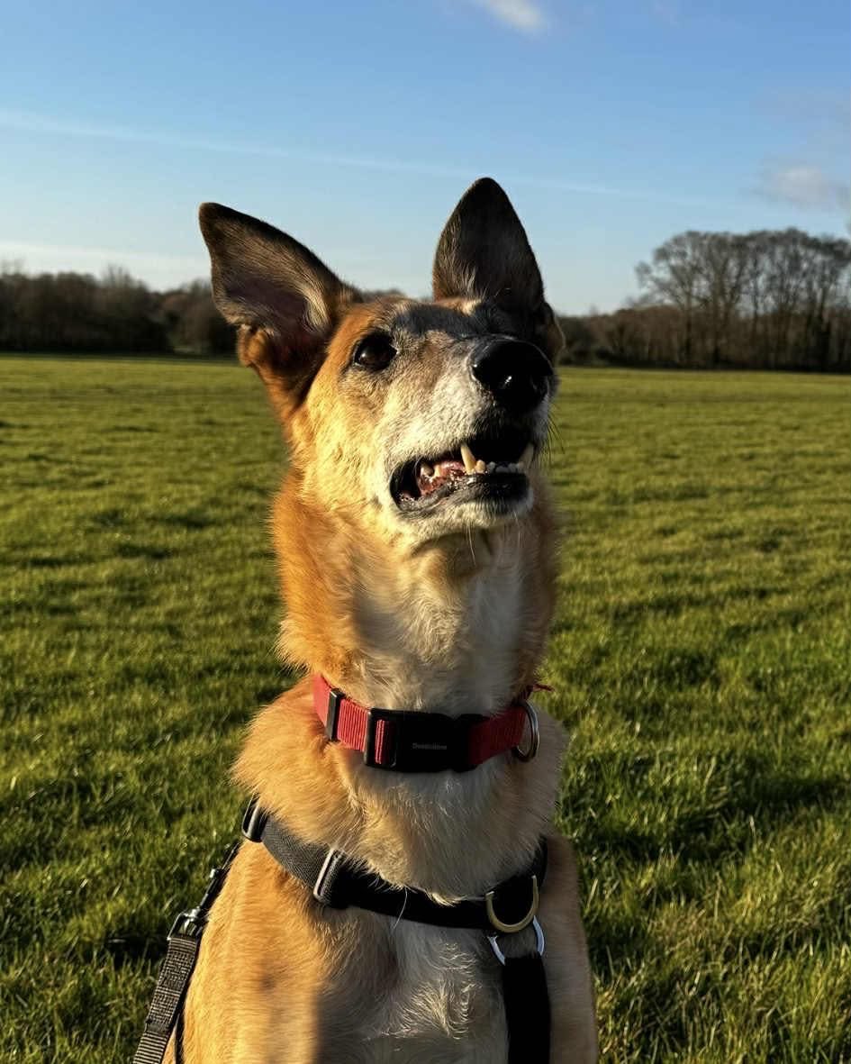 ✨ 🐾 ❤️ Ralphy is a nearly 8 year old, neutered German Shepherd X Lurcher looking for a calm forever home where he can relax &amp; be adored. He’s a cuddle bug who is fully toilet trained and an expert napper. Apply to adopt - lurchersos.org.uk/dogs-for-adopt…