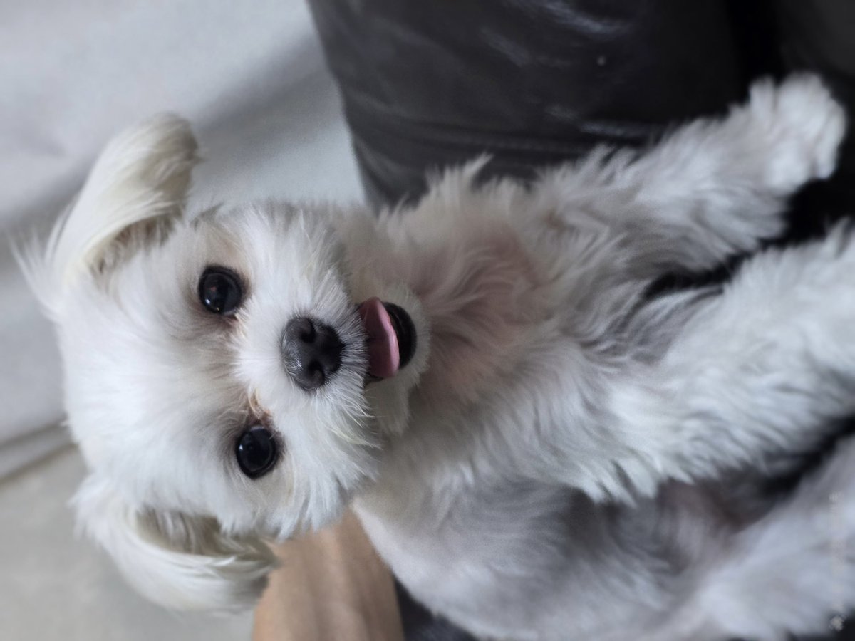 bboobieq's tweet image. สมัครบบซองชาน ไม่ต้องมีแฟนก็ได้จิงๆ