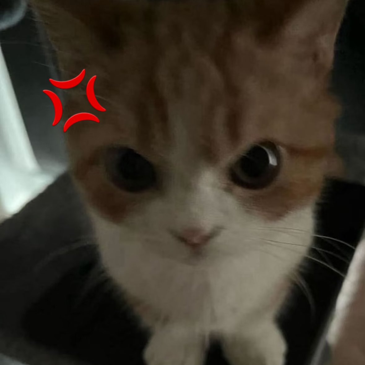 D_214_S2's tweet image. 건냥이