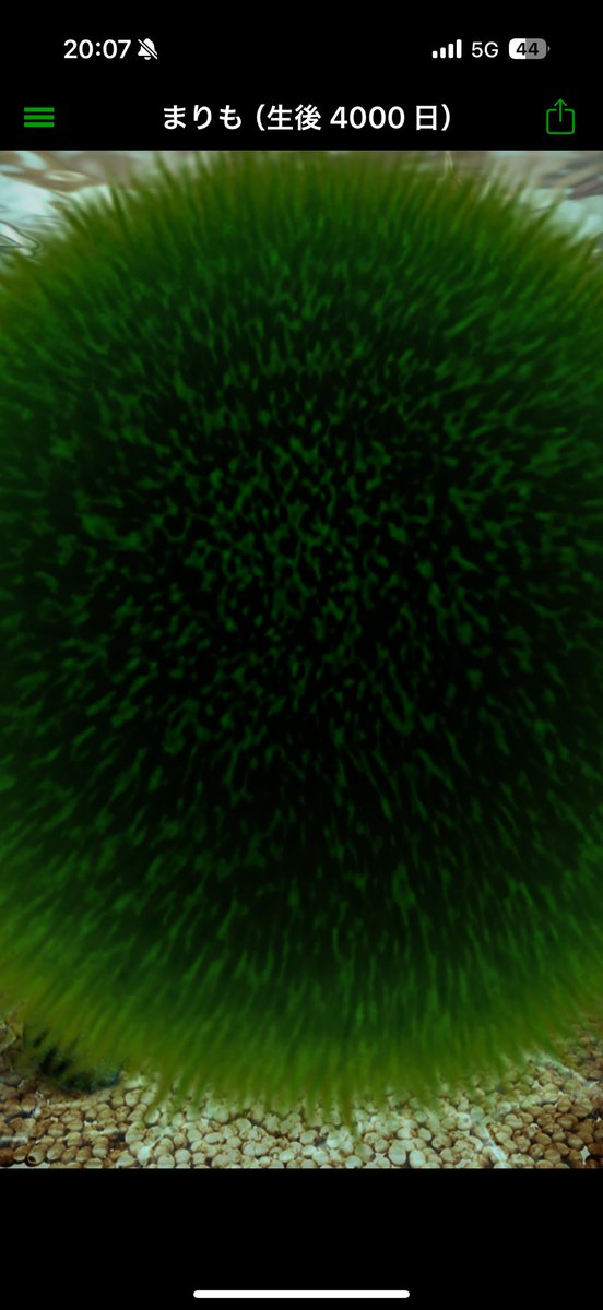 ひつじまん🐏 tweet media