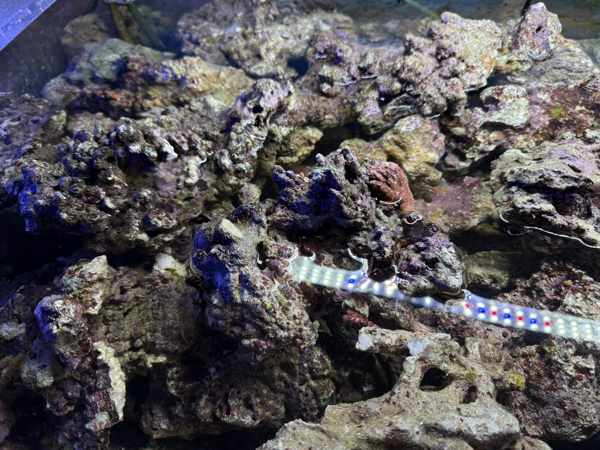 上グレードライブロック入荷✨ インドネシア便にて問屋さんに500kg入荷