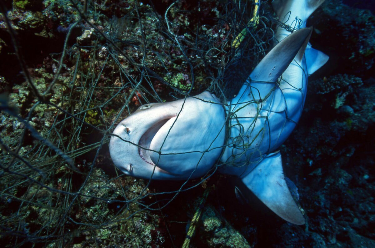waynehhsiung's tweet image. There are 11,000 sharks killed every HOUR by humans, including as bycatch in nets and by "finning" (cutting fins off a live animal then dumping them back in the ocean). Yet media focuses on 4 attacks (zero fatalities) in Australia.

The dangerous animal here is not the shark.