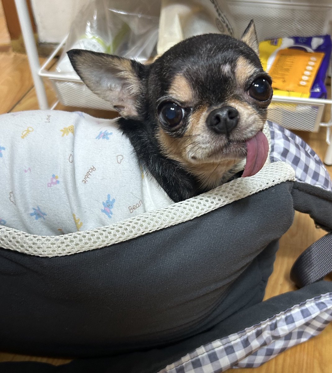 SpinBingBing's tweet image. 보호소에서 데려올 때 썼던 가방을 너무 너무 좋아하는 견...

왜 좋아하는 거니