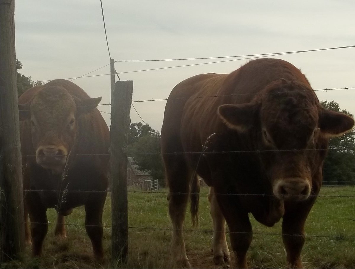 Limousine à jamais 😍 tweet media