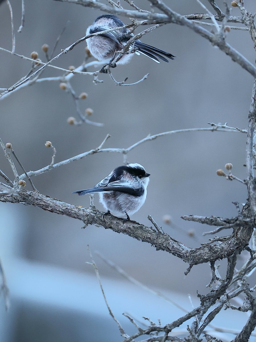 한파에도 탐조를 포기할 수 없는 이유
왕동글동글 오목눈이가 나타난다!!!