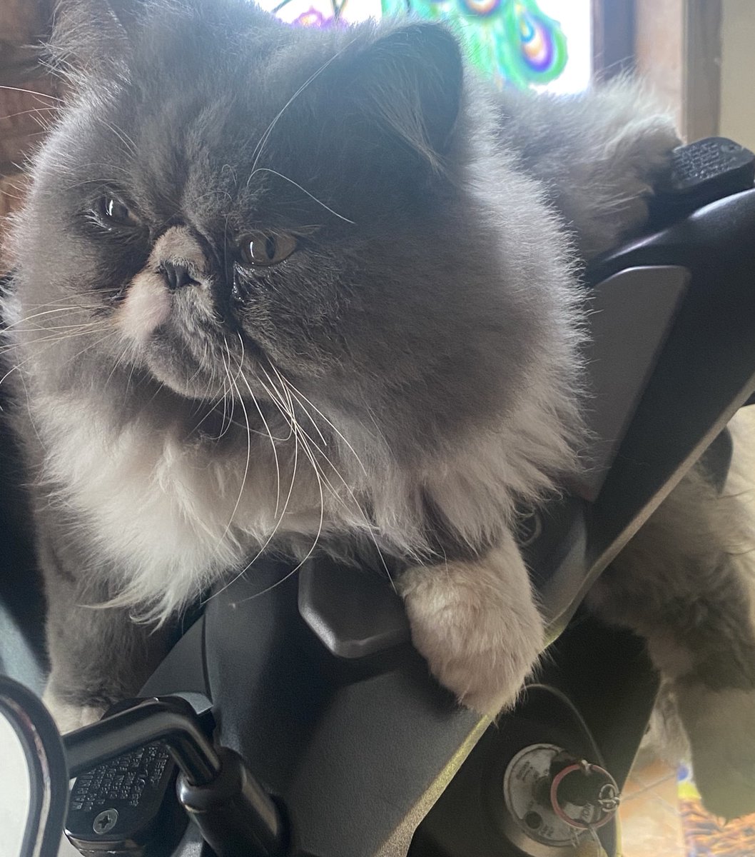 cheriiessu's tweet image. ✨ mini giveaway ✨

saldo 50k buat 2 orang pemenang
(Masing2 dapat 25k )

rules:
• rt tweet ini
• minta doa untuk kucing jantanku ( namanya Dona ) biar segera pulang / ketemu 😢🙏🏻

(end) minggu 25 januari 2026. Terimakasih banyak 🙏🏻 #zonauang #zonaba #zonajajan️️ #zonaBU