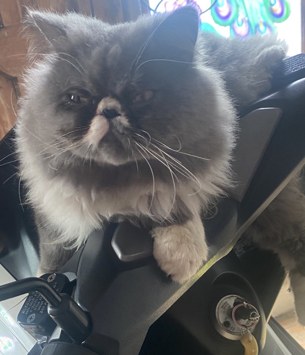 cheriiessu's tweet image. ✨ mini giveaway ✨

saldo 50k buat 2 orang pemenang
(Masing2 dapat 25k )

rules:
• rt tweet ini
• minta doa untuk kucing jantanku ( namanya Dona ) biar segera pulang / ketemu 😢🙏🏻

(end) minggu 25 januari 2026. Terimakasih banyak 🙏🏻 #zonauang #zonaba #zonajajan️️ #zonaBU