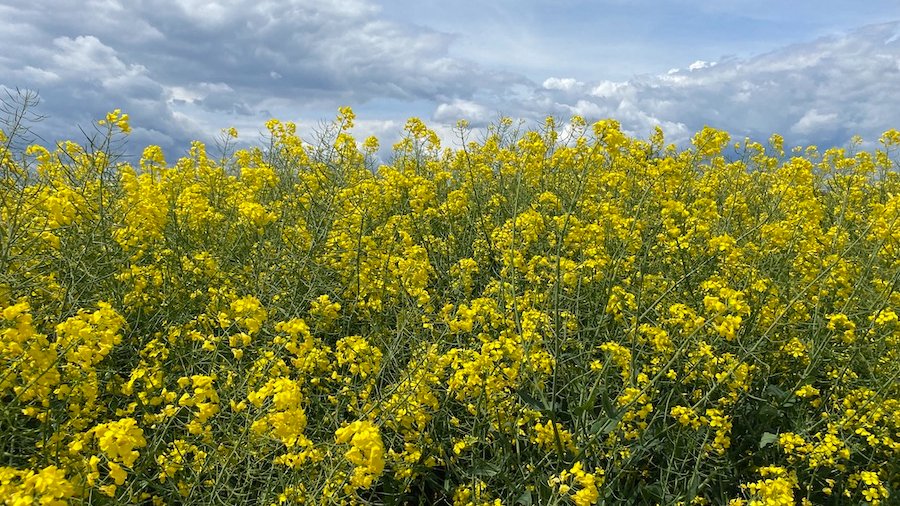 Vida Rural tweet media